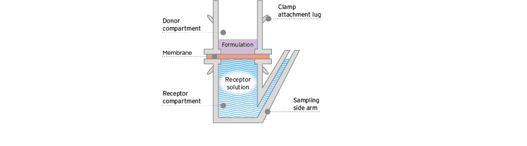 Nail IVPT diffusion cell setup for ungual drug delivery testing